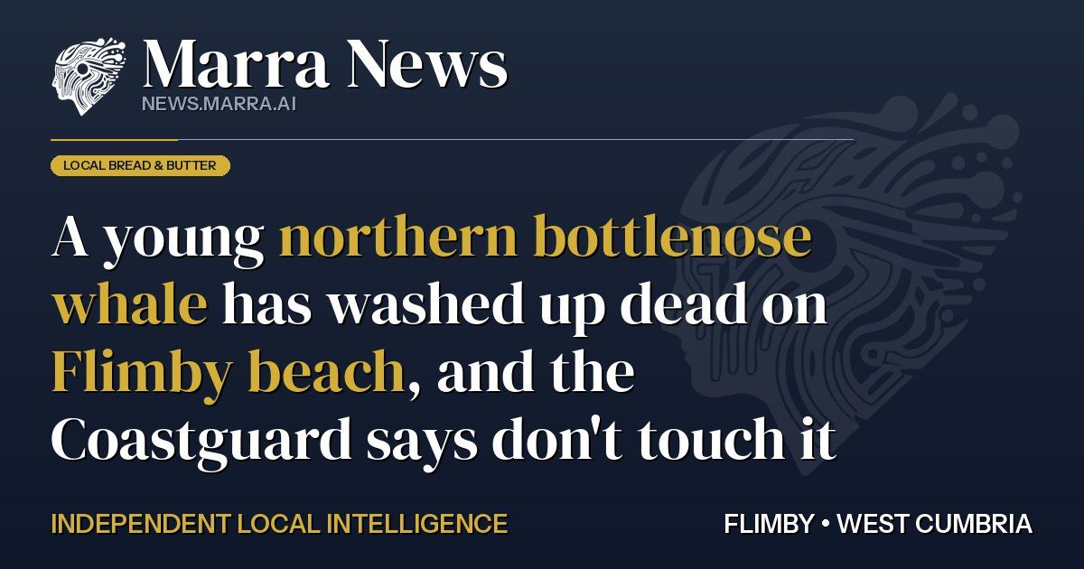A young northern bottlenose whale has washed up dead on Flimby beach, and the Coastguard says don't touch it