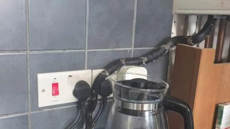 A kingsnake slithering behind a glass kettle and across kitchen power sockets near a boiler cupboard in Workington