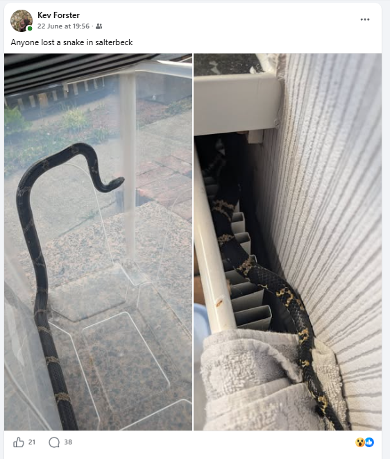 Split photograph showing the snake wedged behind a radiator and later secured in a plastic containment box